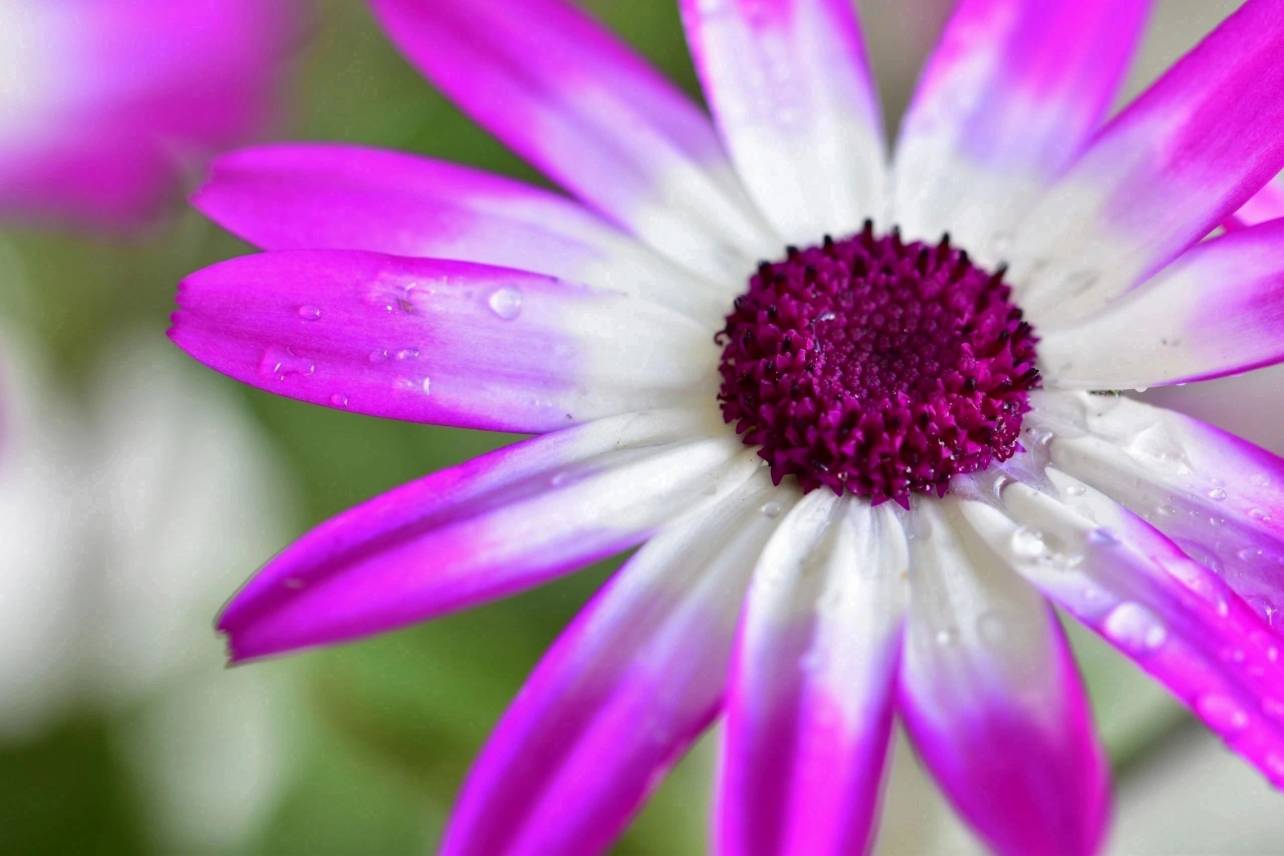 Floral 18 - Purple Dew