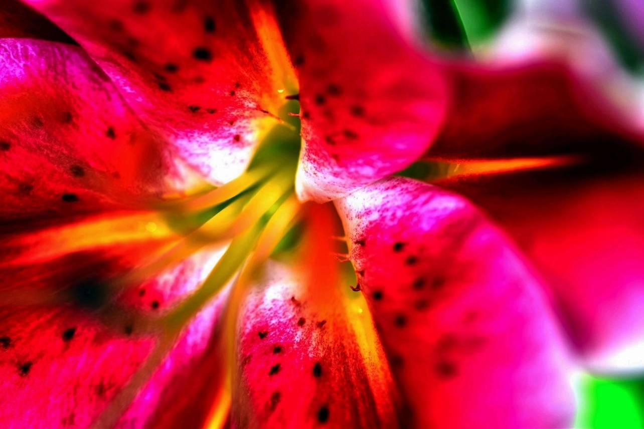 Floral 28 - Strawberry Floral Abstract