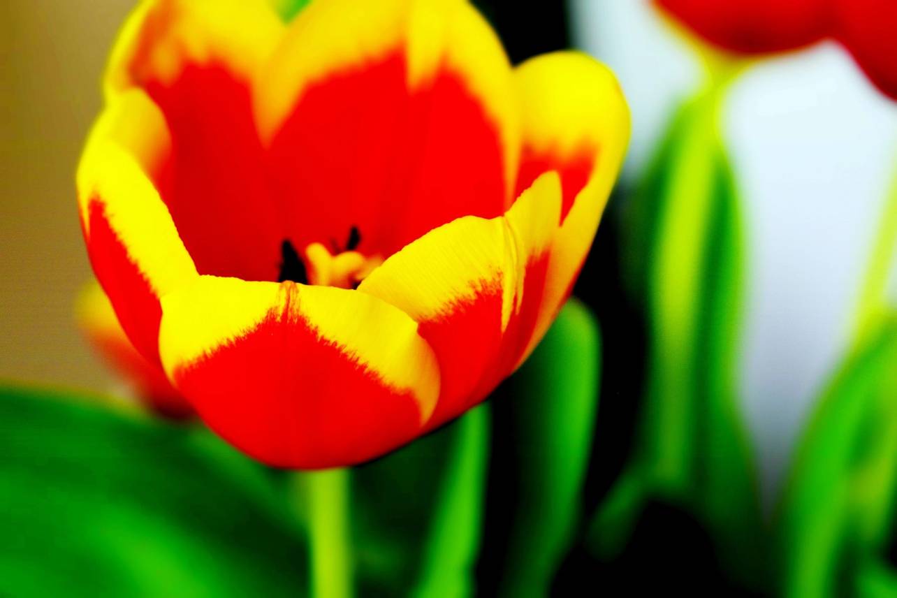 floral 30 - Favorite Tulip