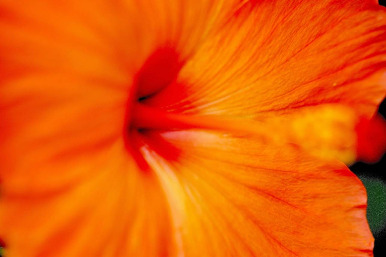 Floral 31- Orange Blossom